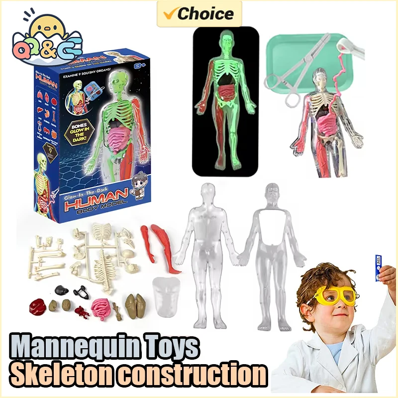 Esqueleto humano, anatomía de  - Model Kit Fantasy reseña y precio