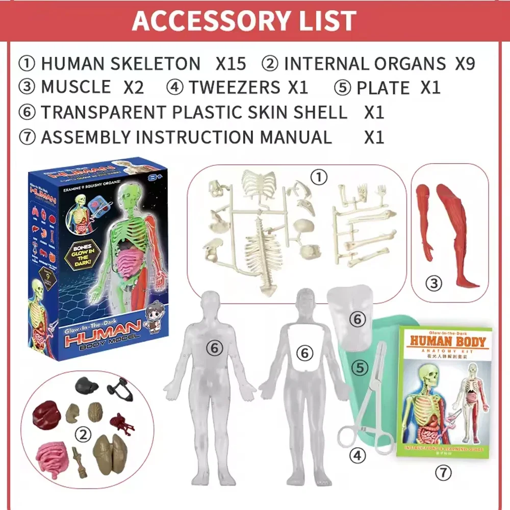 Esqueleto humano, anatomía de  - Model Kit Fantasy reseña y precio